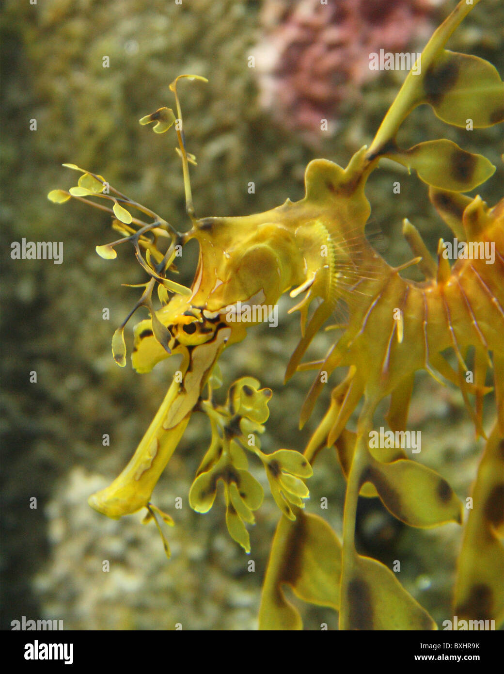 Un portrait de la face d'un Dragon de mer feuillu. Banque D'Images