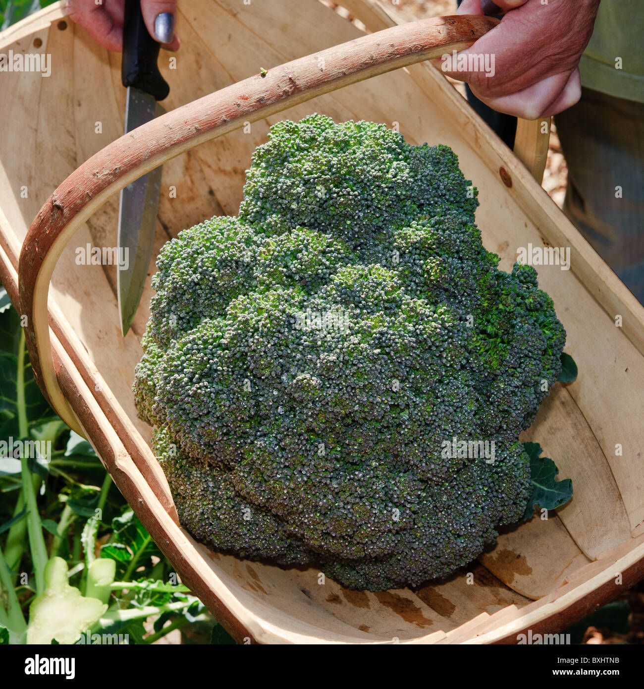 Les produits frais du jardin Banque D'Images