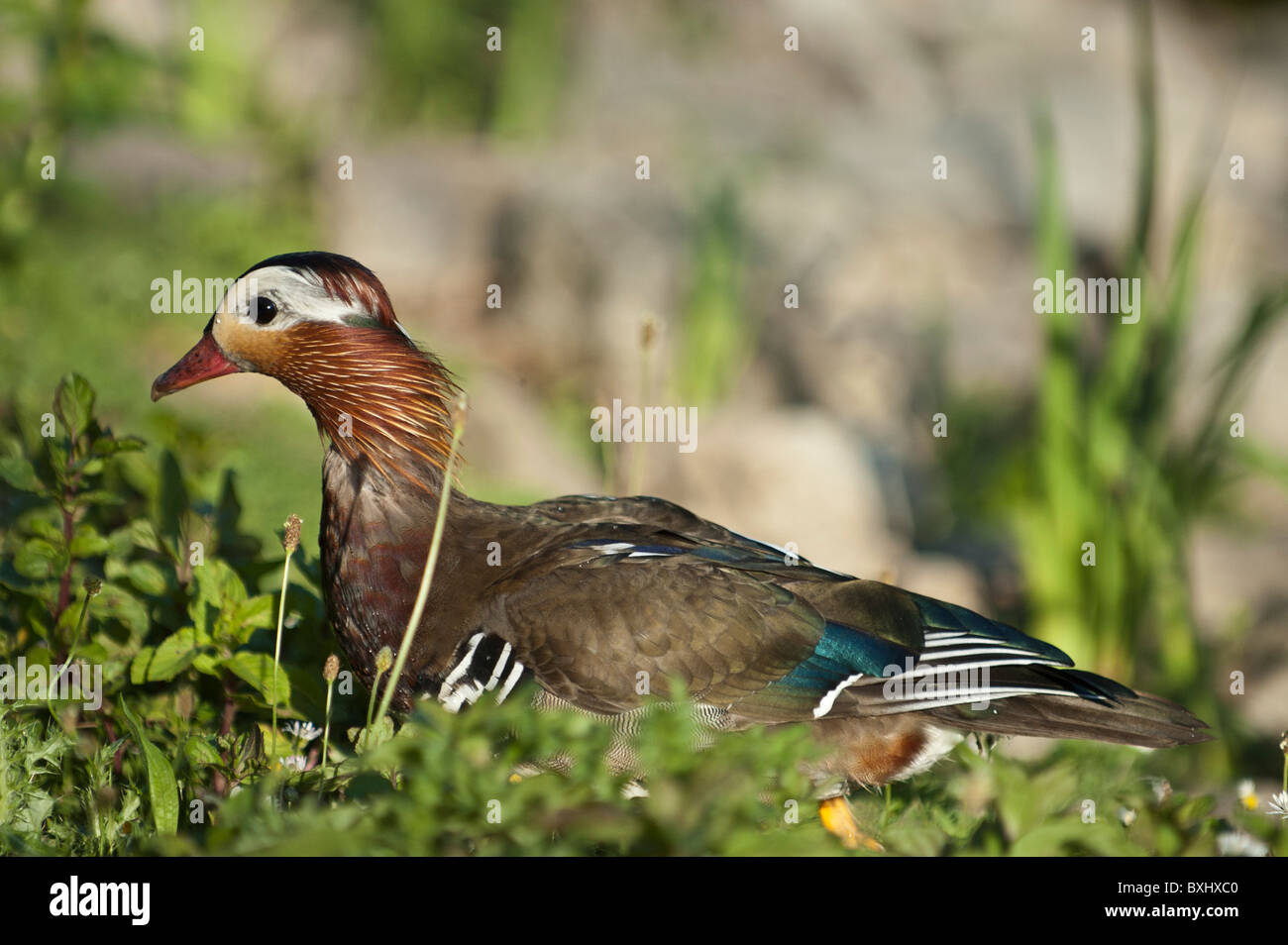 Les jeunes juvéniles Canard Mandarin Aix galericulata Banque D'Images