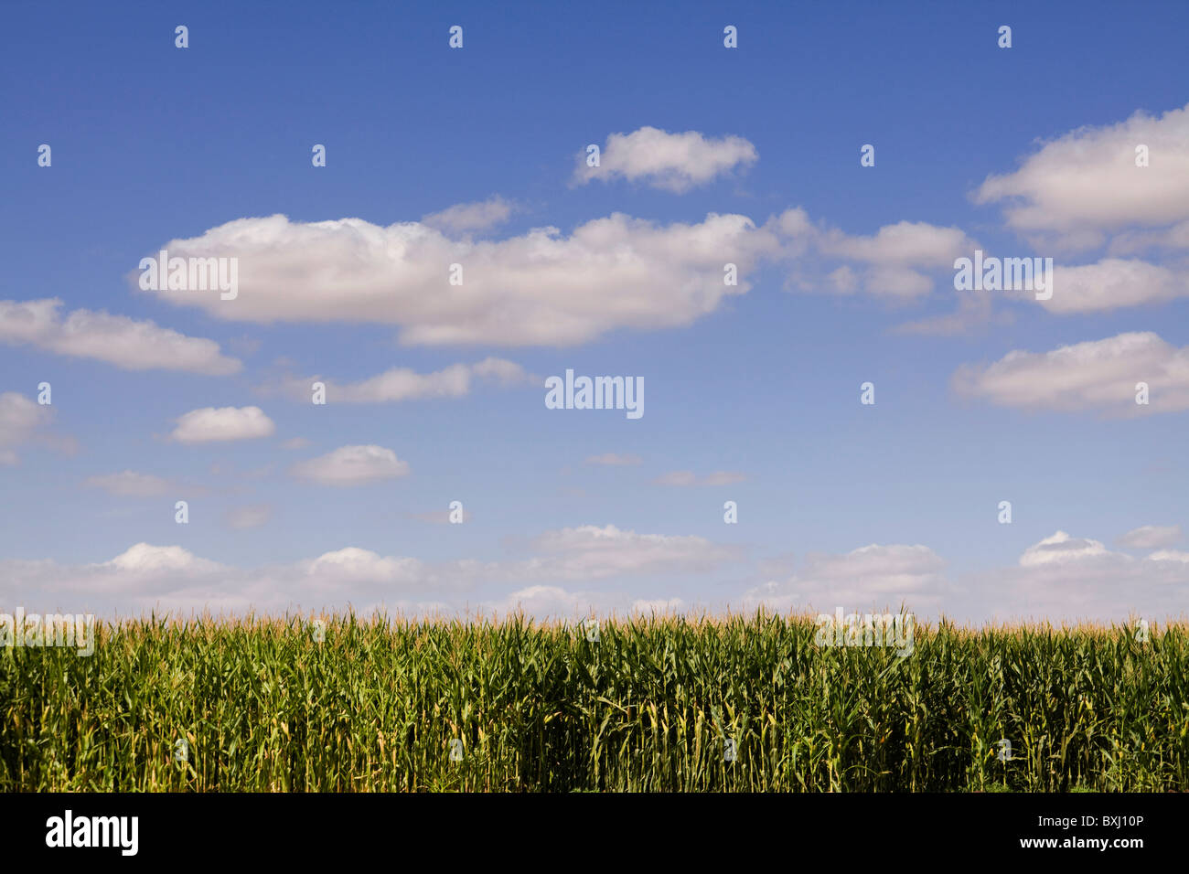 Rangée de tiges de maïs dans le cadre de Big Sky - California USA Banque D'Images