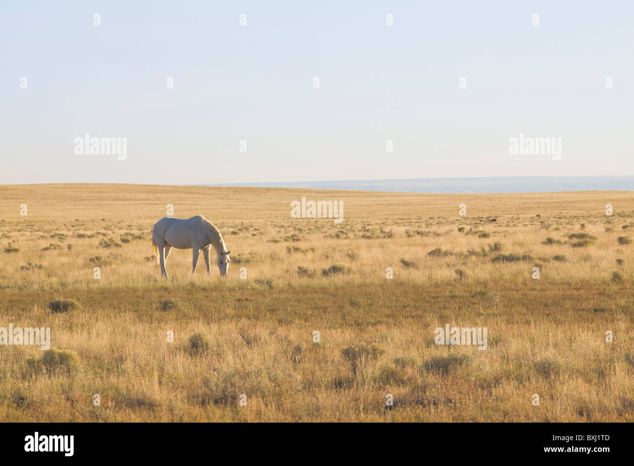 Mustang blanc broute pendant le coucher du soleil du désert - Arizona, USA Banque D'Images