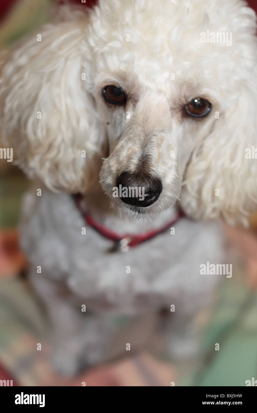 Caniche chiot mignon Banque D'Images