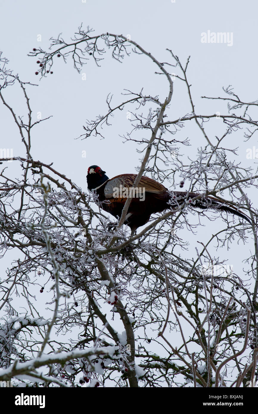 Un faisan dans un arbre. Banque D'Images