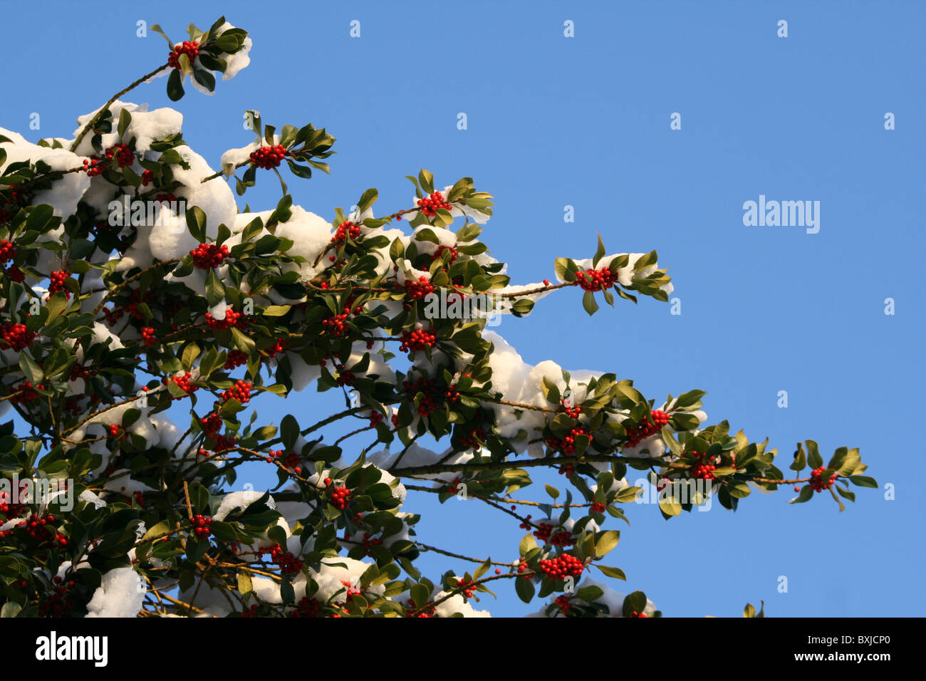 L'arbre vert de fruits rouges et de la neige Banque D'Images