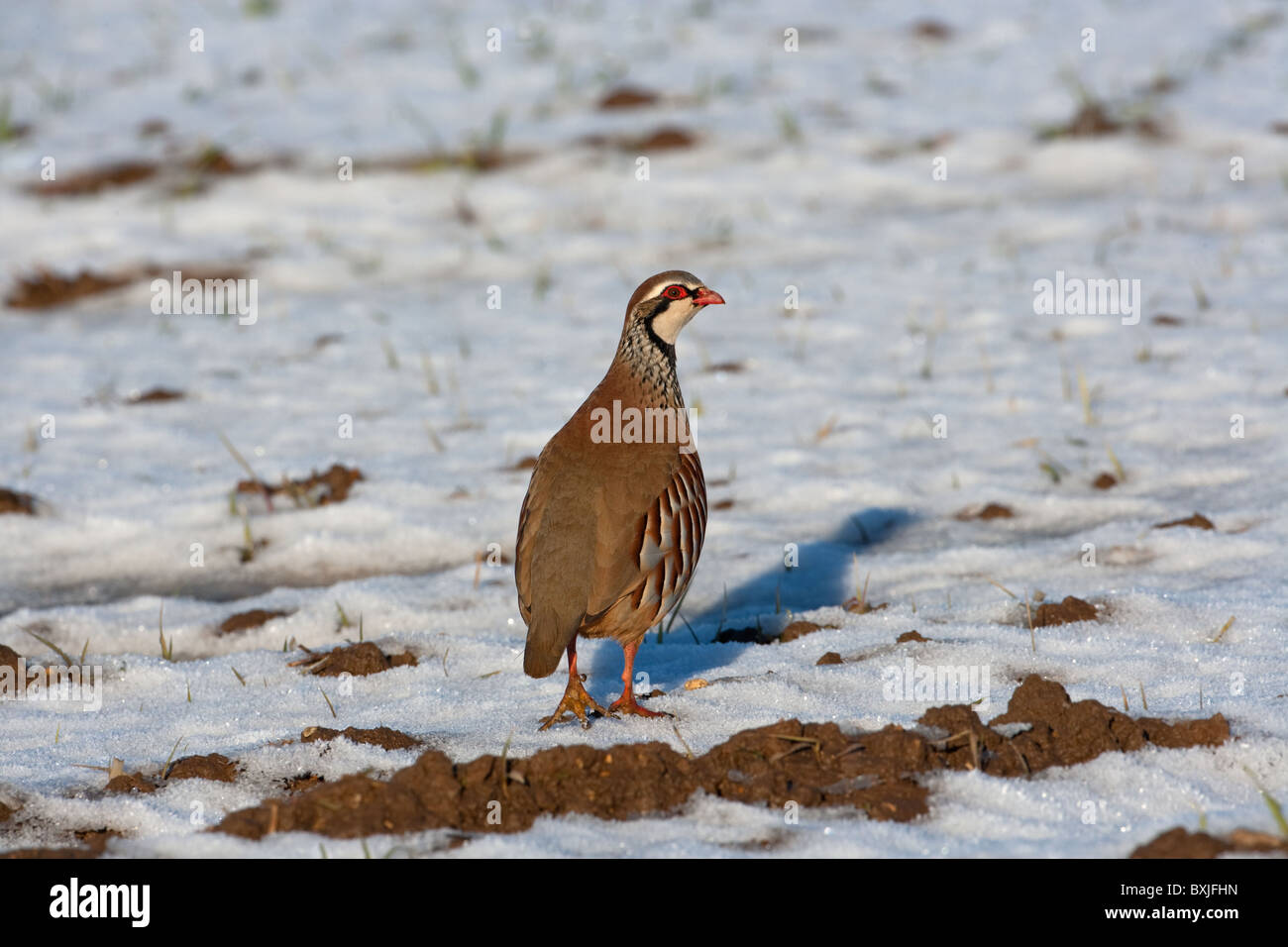Pattes rouge Alectoris rufa perdrix se nourrissent de champ gelé Décembre Norfolk Banque D'Images