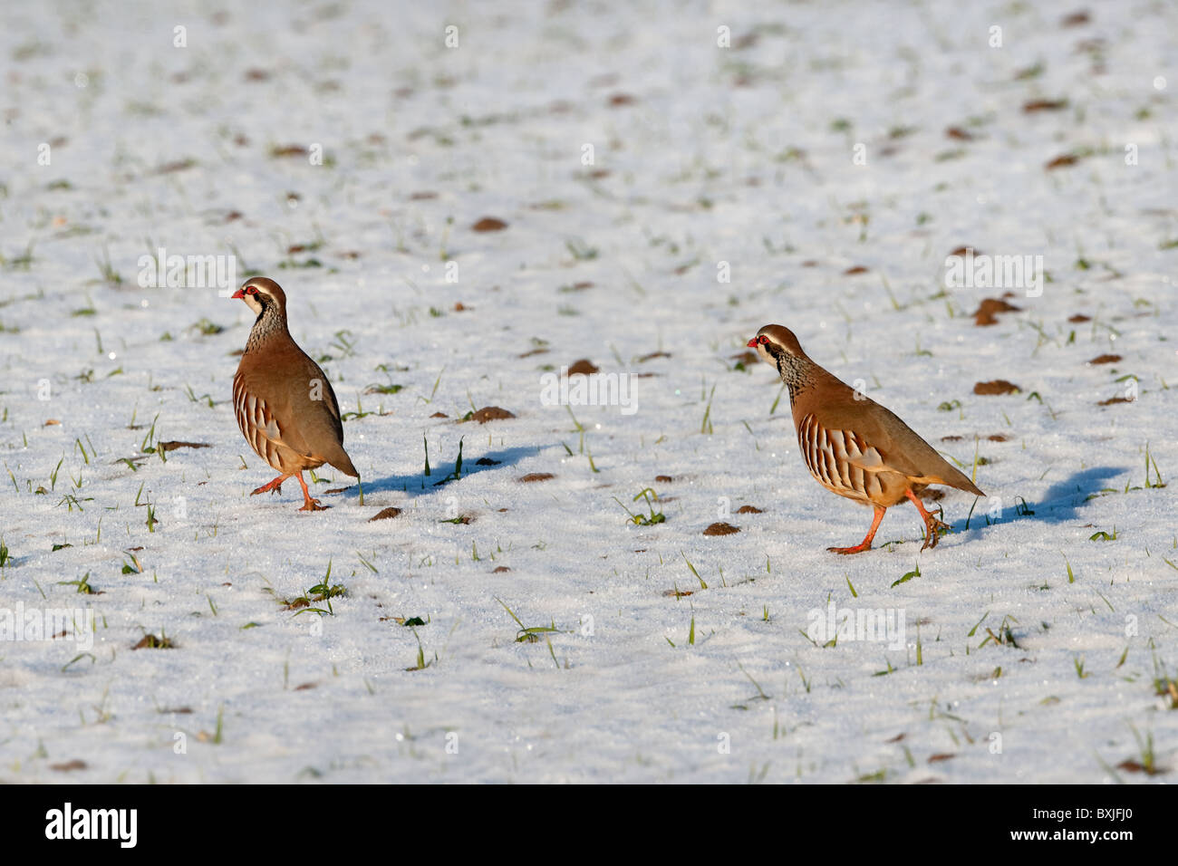 Perdrix Rouge Alectoris rufa pattes paire se nourrissant de champ gelé Décembre Norfolk Banque D'Images