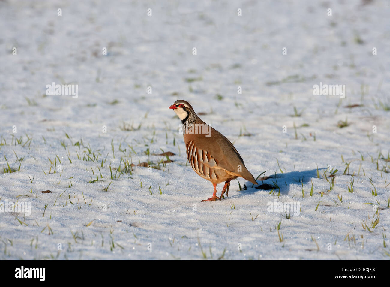 Pattes rouge Alectoris rufa perdrix se nourrissent de champ gelé Décembre Norfolk Banque D'Images