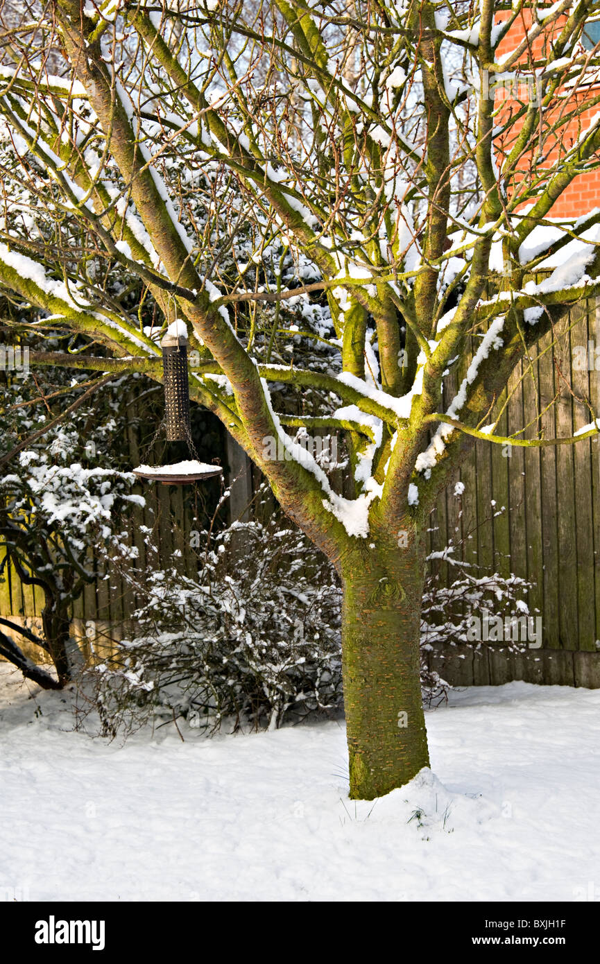 La neige fraîche se trouve sur le terrain des opérations de couverture sur les branches d'un cerisier et d'une mangeoire dans un jardin de Cheshire England UK Banque D'Images