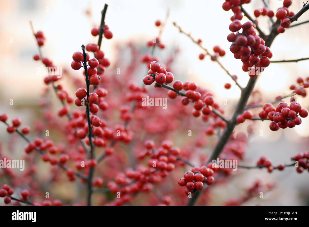 Close-up de houx (Ilex aquifolium) branches avec des fruits rouges et peu profondes DOF, le temps de Noël. Banque D'Images