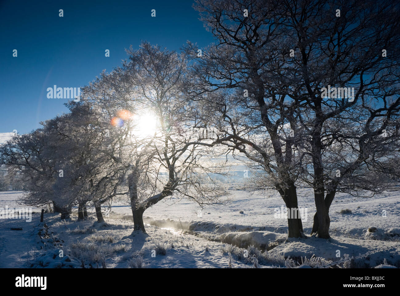 Soleil d'hiver à travers les arbres couverts de neige dans le Lake District, Cumbria Banque D'Images