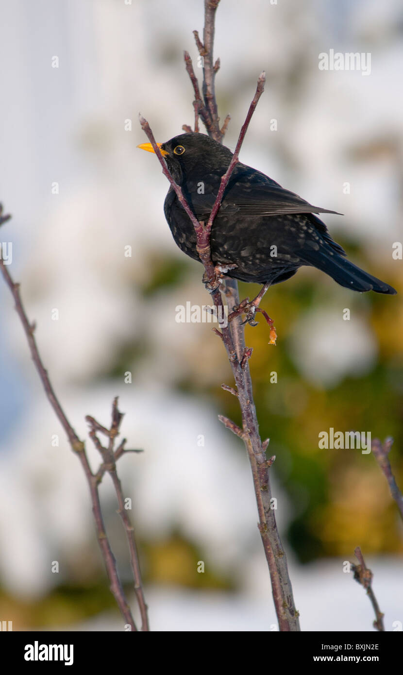 Blackbird sur des rameaux, avec l'arrière-plan de neige Banque D'Images
