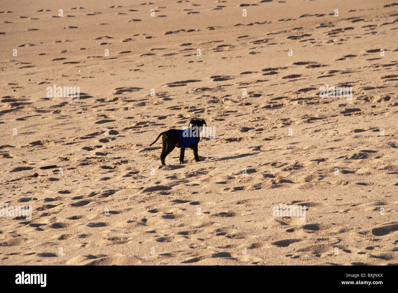 Un chien sur la plage avec son petit pull. Vila do Conde, Portugal. Banque D'Images