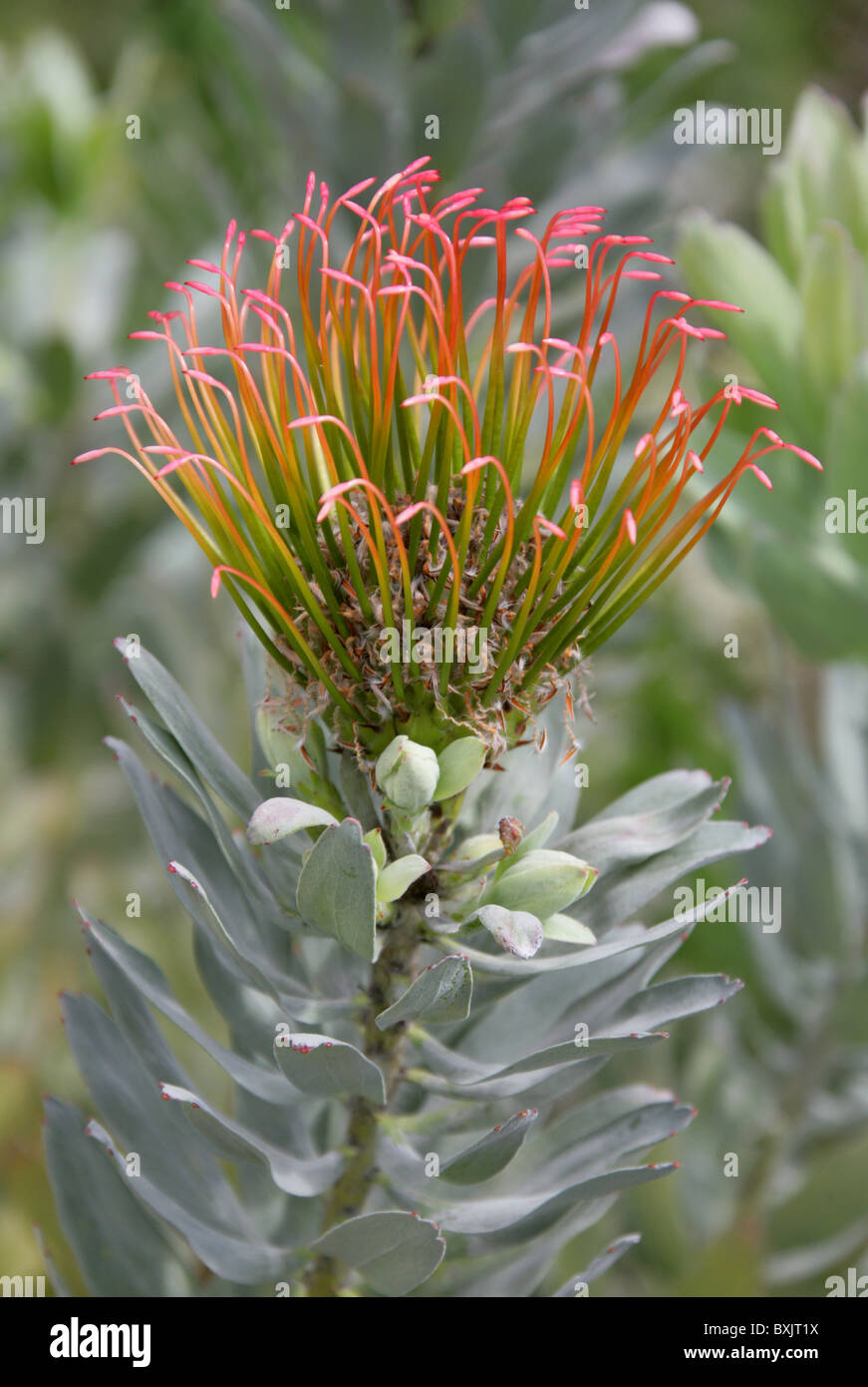 Silver-Leaved Wheel-Pincushion Protea, Leucospermum formosum, Proteaceae. Fynbos de montagne vulnérables, Western Cape, Afrique du Sud. Banque D'Images