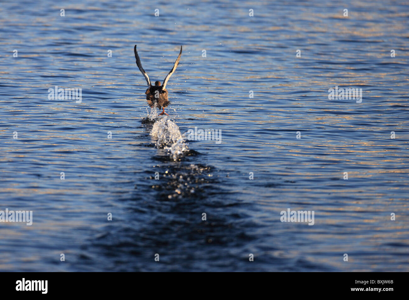 Un canard prend son envol à partir de la surface du lac Supérieur à Duluth, Minnesota. Banque D'Images