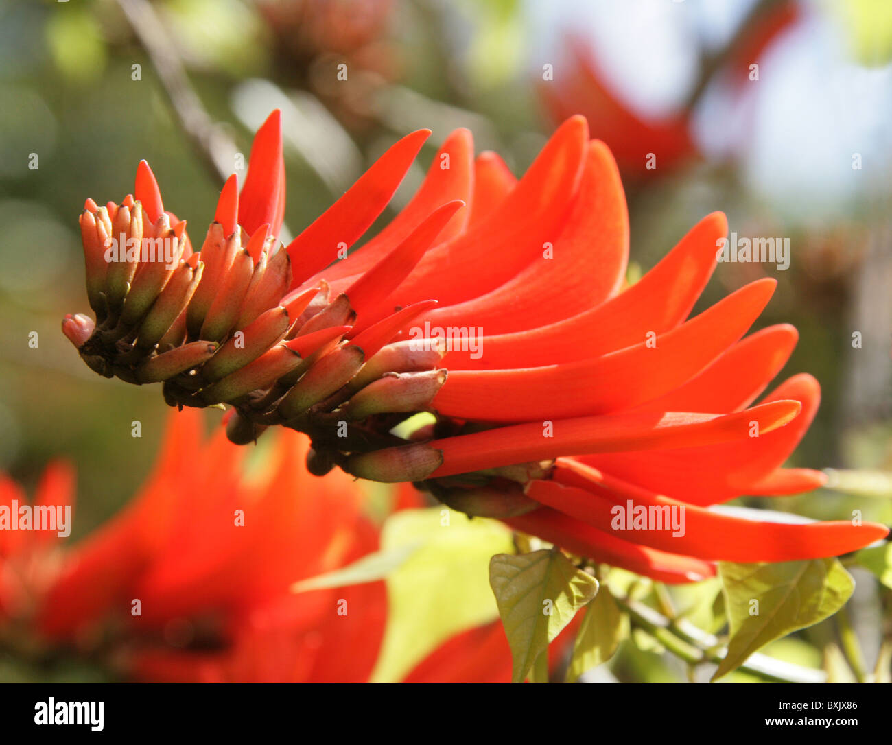 Lysistemon Banque de photographies et d’images à haute résolution Alamy