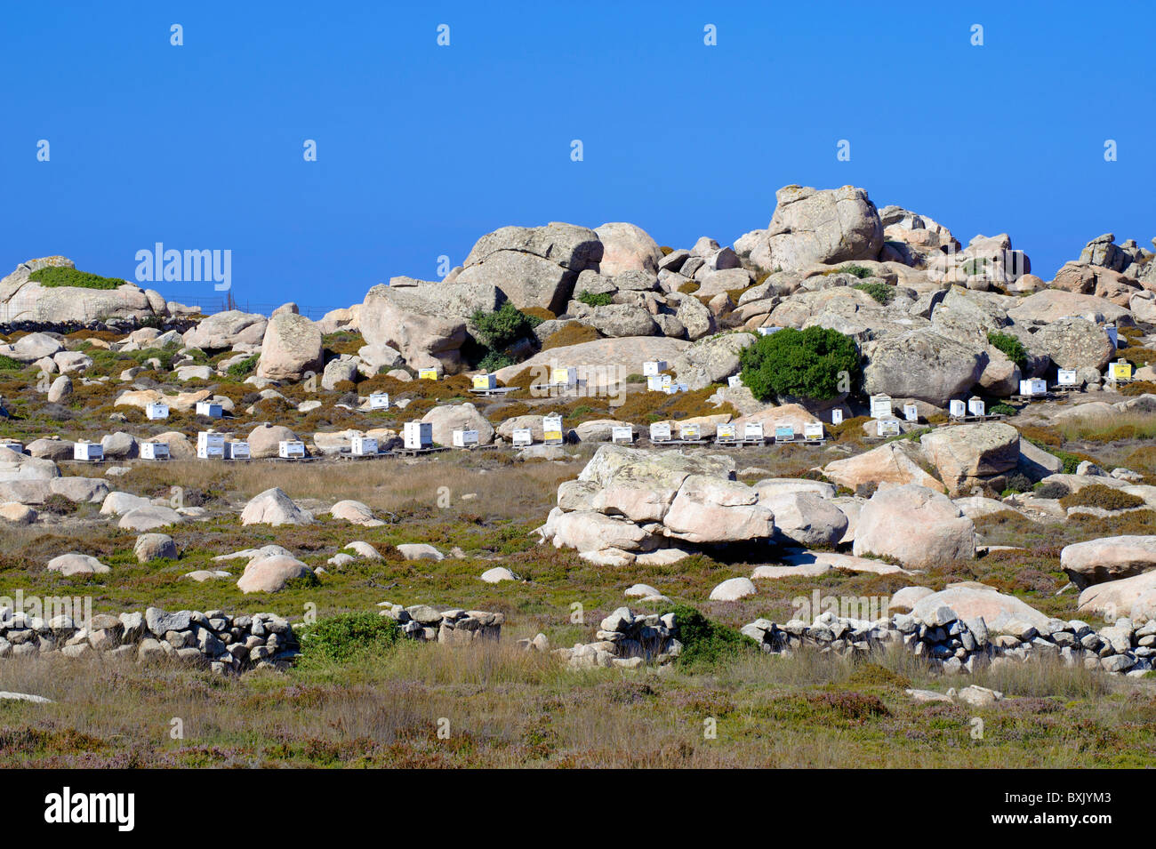 Ruches dans un paysage rocheux près de Volax, sur l'île de Tinos Cyclades grecques. Banque D'Images