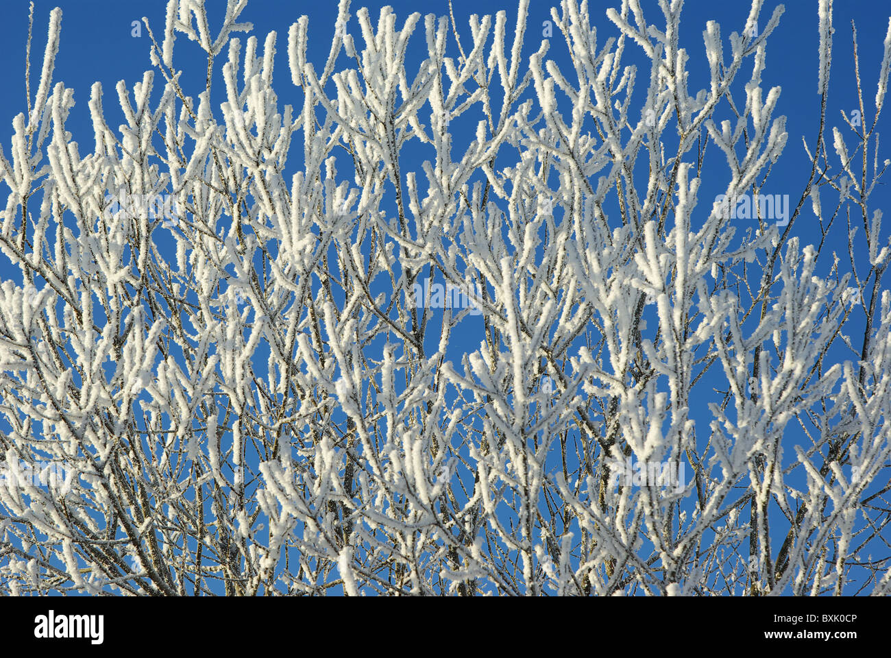 Froide journée d'hiver à forest. Arbres et arbustes gelés Banque D'Images