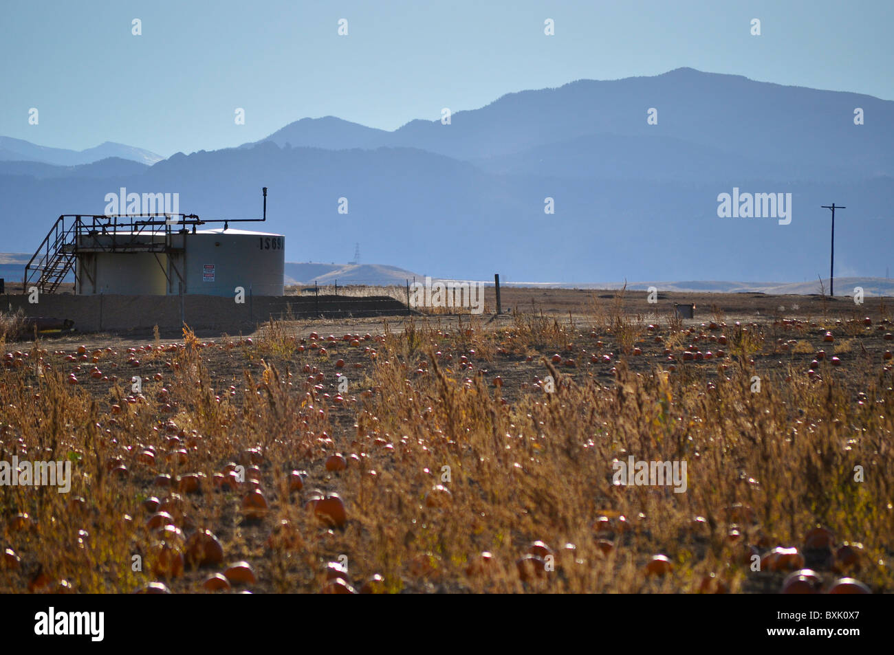 Pumpkin Patch Banque D'Images