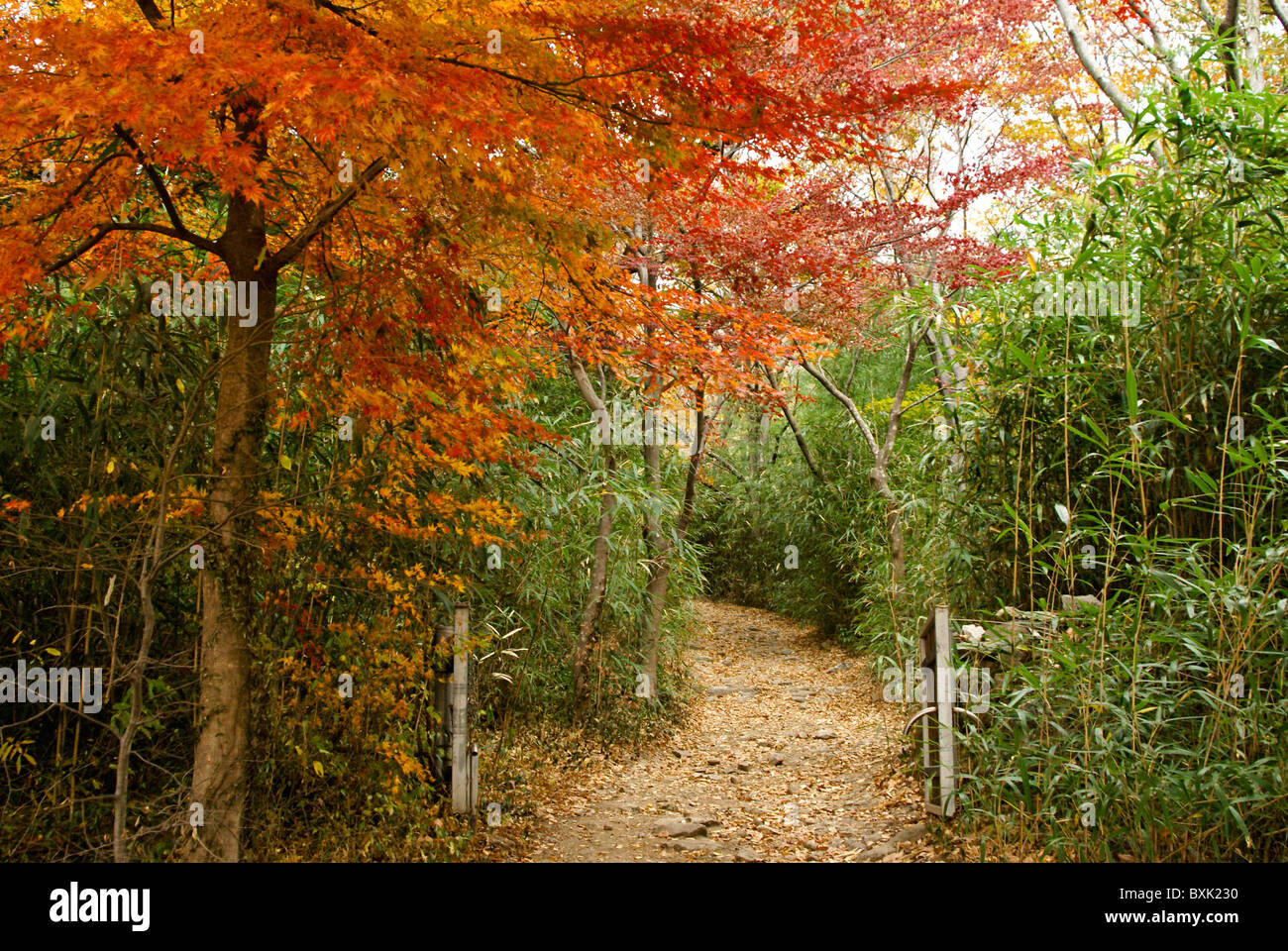 Chemin à travers la couleur en automne, de Corée du Sud Banque D'Images
