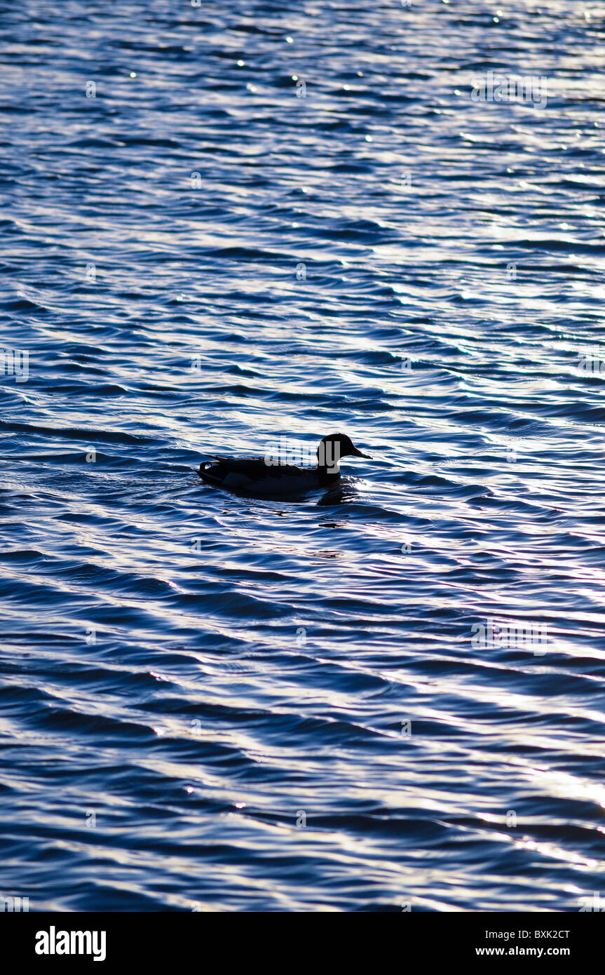 Canards dans le lac l'eau Banque D'Images