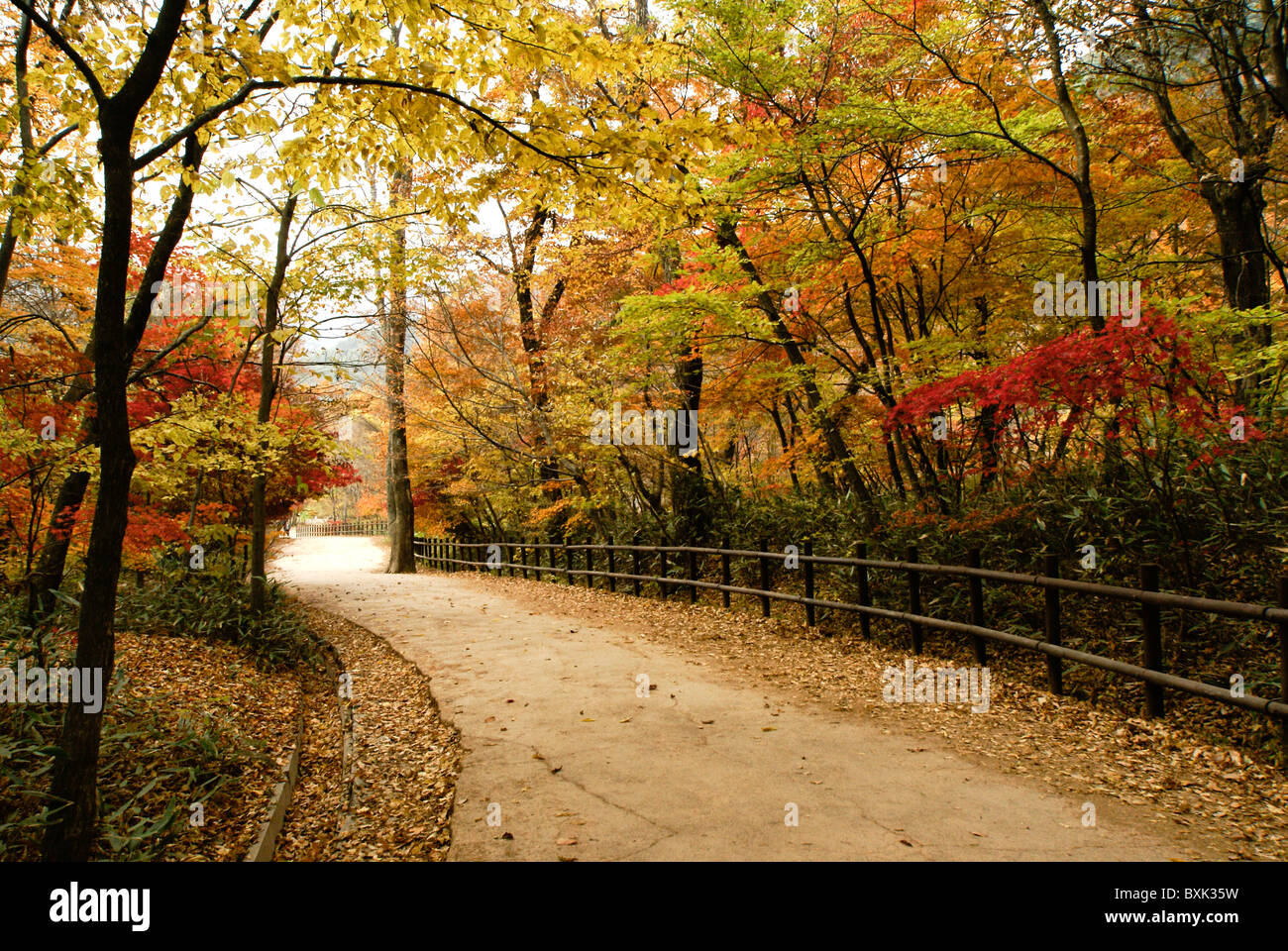 Chemin courbe jusqu'à l'automne feuillage, Corée du Sud Banque D'Images