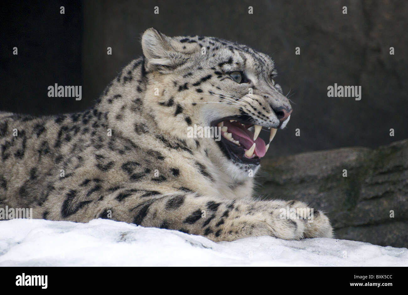 Petit mâle snow leopard Banque D'Images