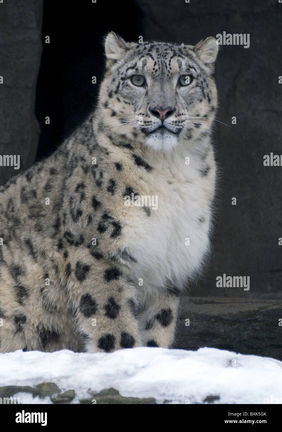 Snow Leopard mâles à la recherche vers la caméra Banque D'Images