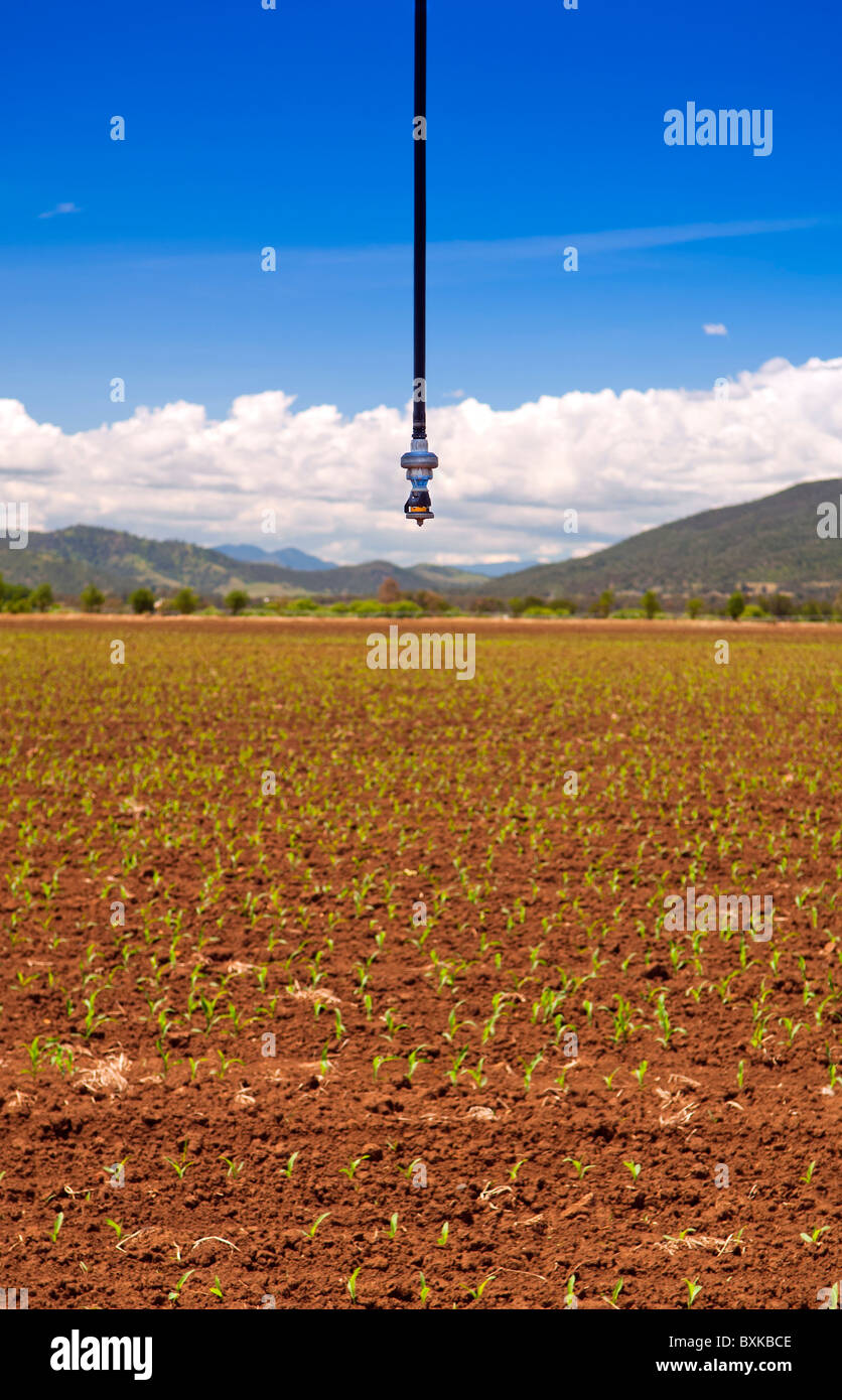 Un sprinkleur irrigation au-dessus d'un champ de maïs sprouts Banque D'Images