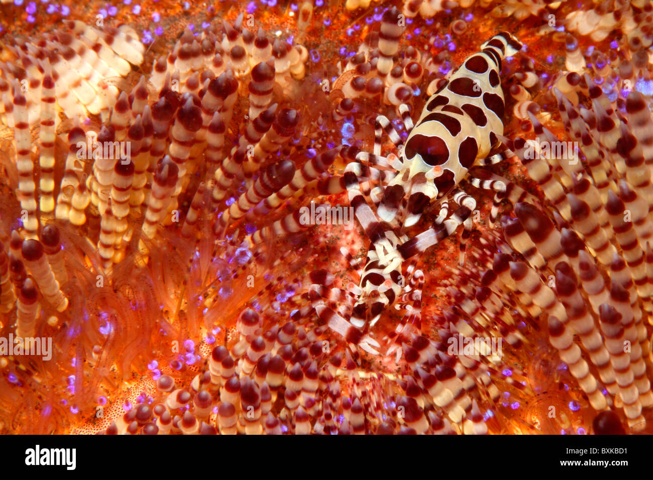 Crevettes Periclimenes colemani Coleman, sur un incendie urchin, Asthenosoma varium. Banque D'Images