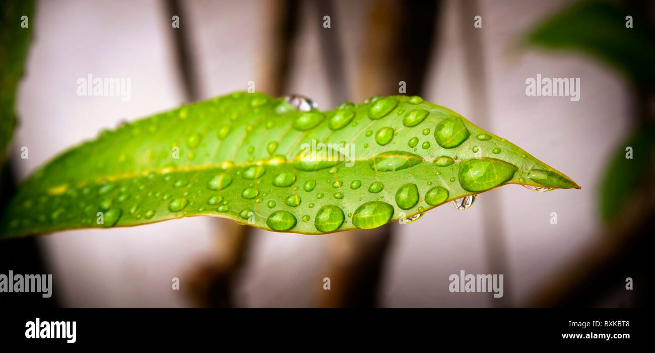 La pluie naturelle fraîche assis sur une feuille verte luxuriante Banque D'Images