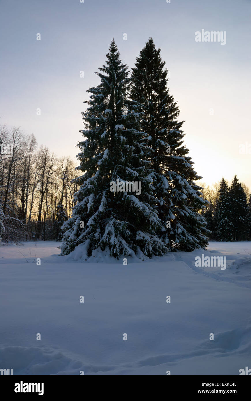 Snow-bound sapin sur une clairière sur un fond de coucher du soleil dans le champ Banque D'Images