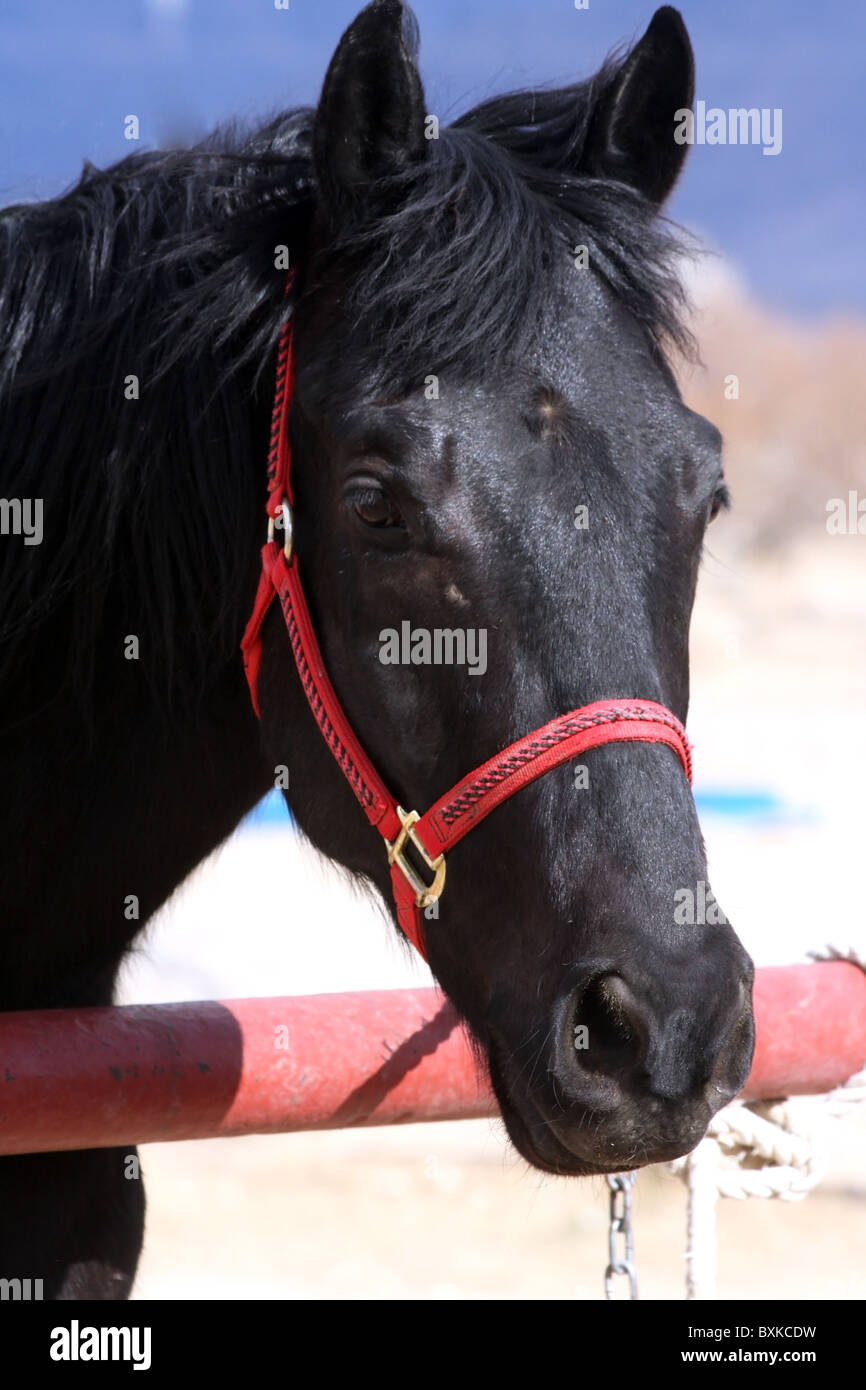 Tête d'un cheval noir Banque D'Images