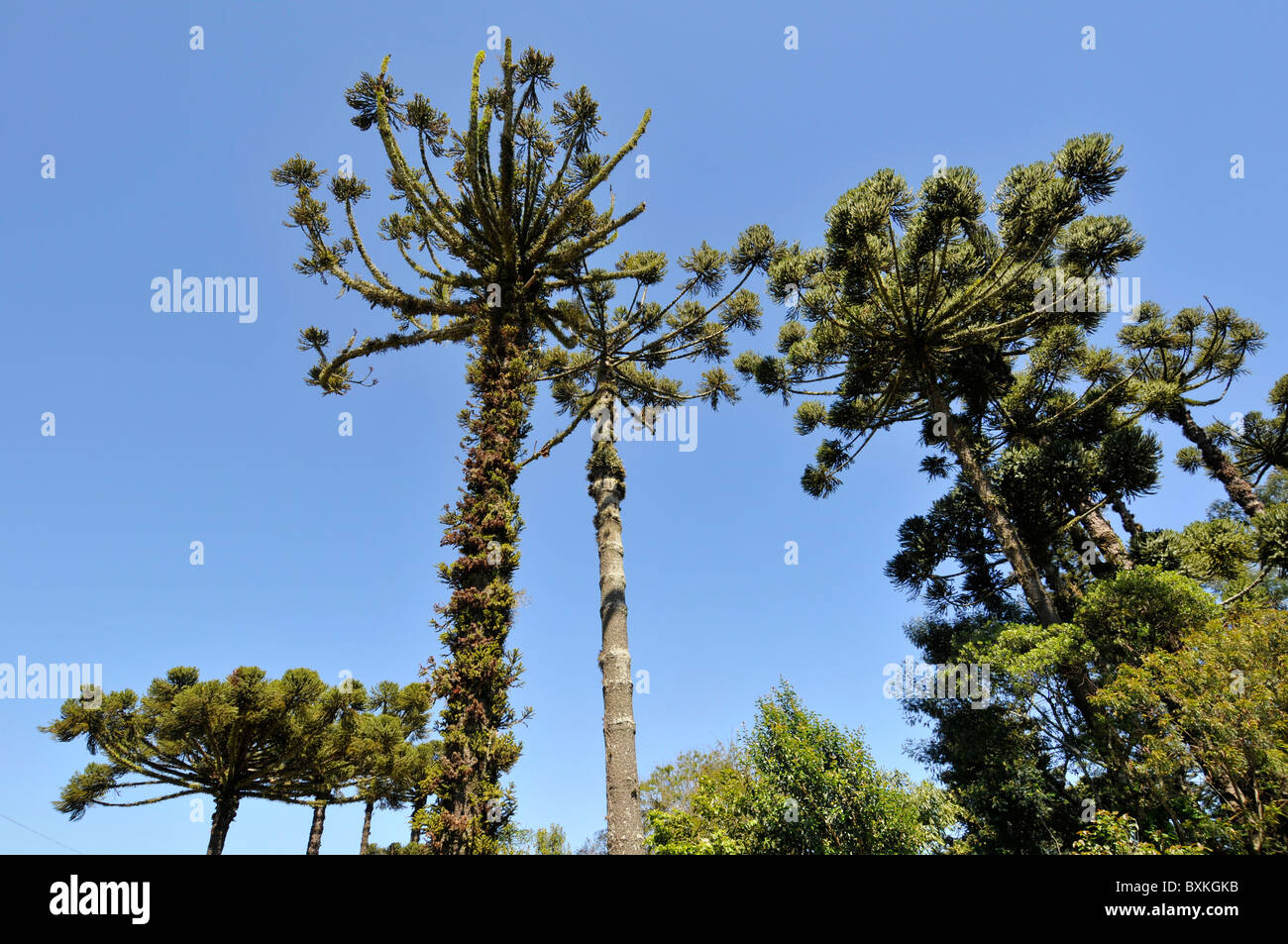 Pin du Parana ou arbre candélabre, Araucaria angustifolia, Nova Petropolis, Rio Grande do Sul, Brésil Banque D'Images