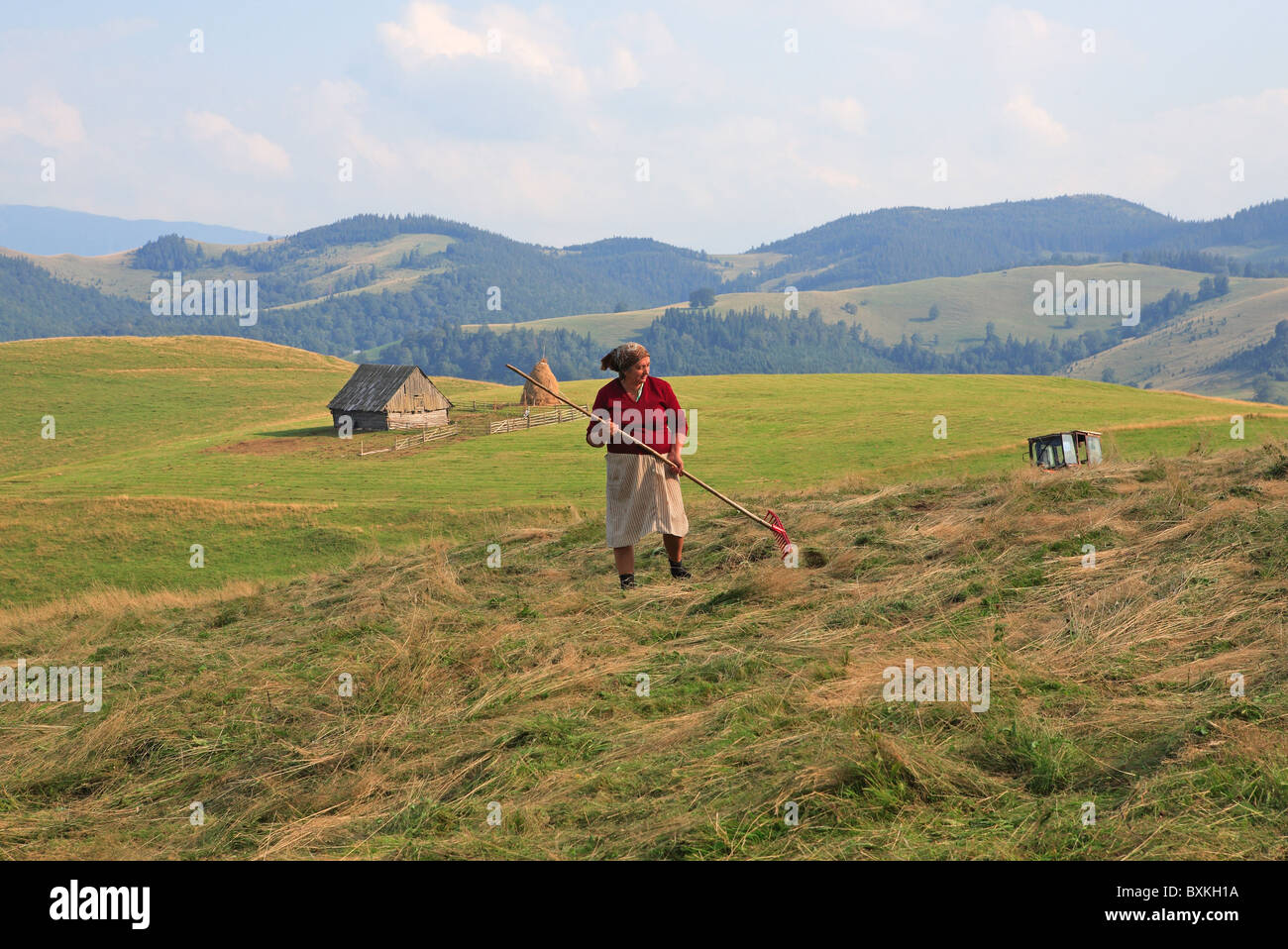 La Roumanie, la Transylvanie, Paltinis, près de Sibiu, agriculteur Tzigane Banque D'Images