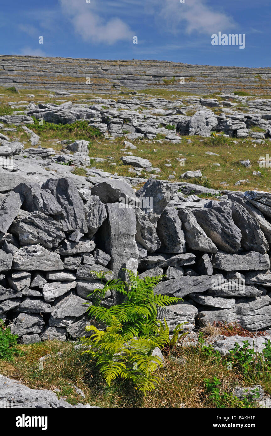 Vue générale du paysage de Burren. Le comté de Clare, Irlande Banque D'Images