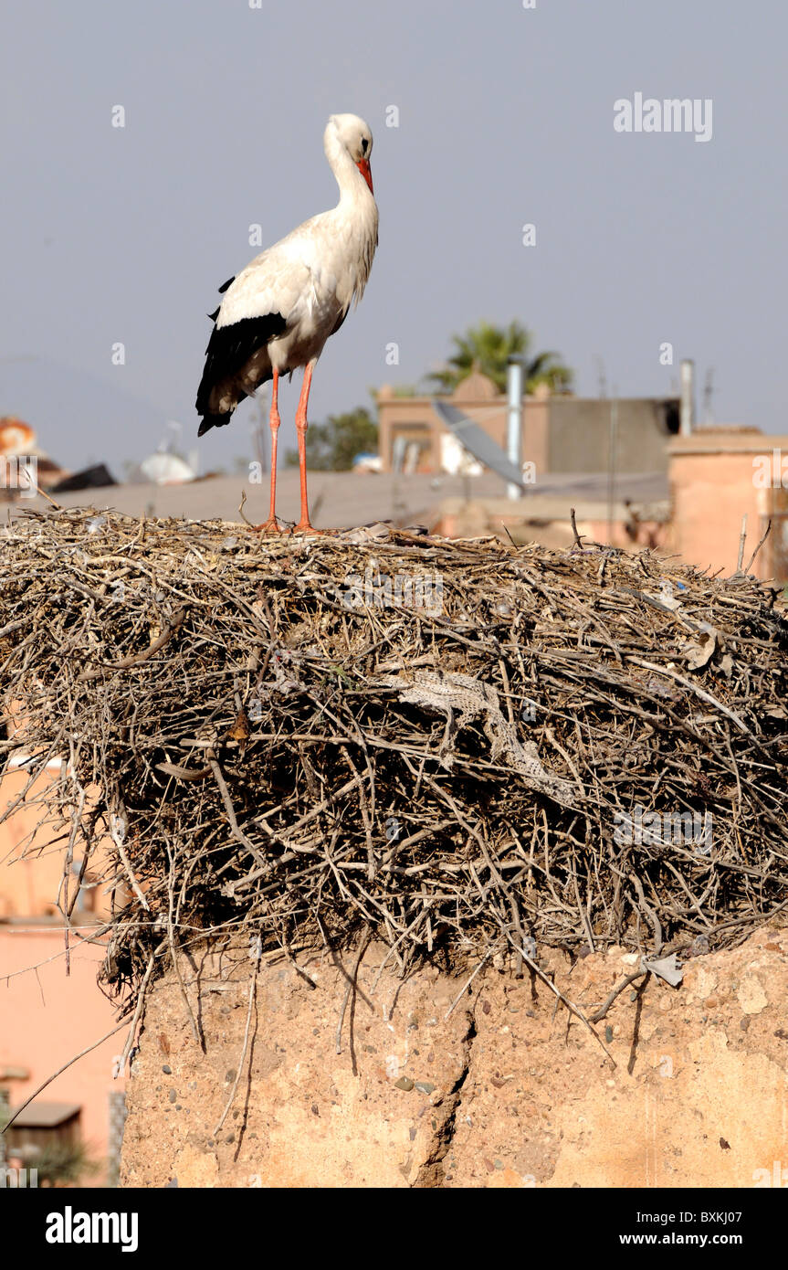 Rampart et stork sur son nid dans les ruines du Palais Badi Banque D'Images