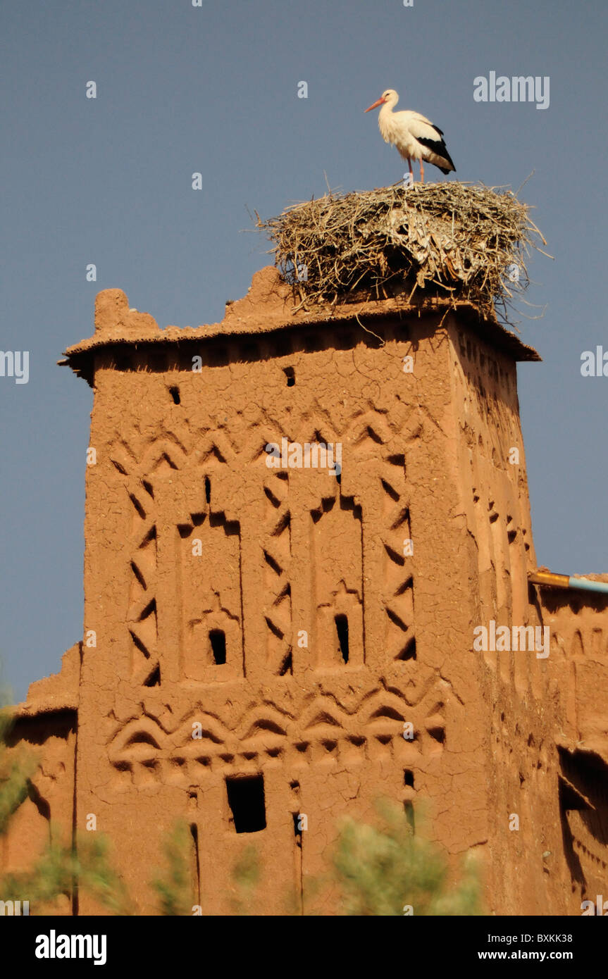 Nid de cigogne au sommet de la tour, Kasbah Ait Benhaddou Banque D'Images