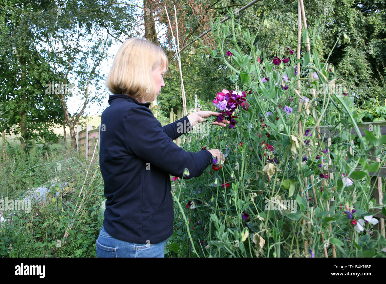 Un Woman picking pois de fleurs (Lathyrus odoratus) dans son jardin Banque D'Images