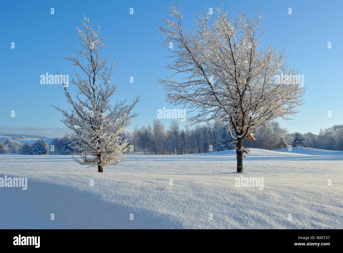 La neige a couvert des arbres, dans un parc de pays Banque D'Images