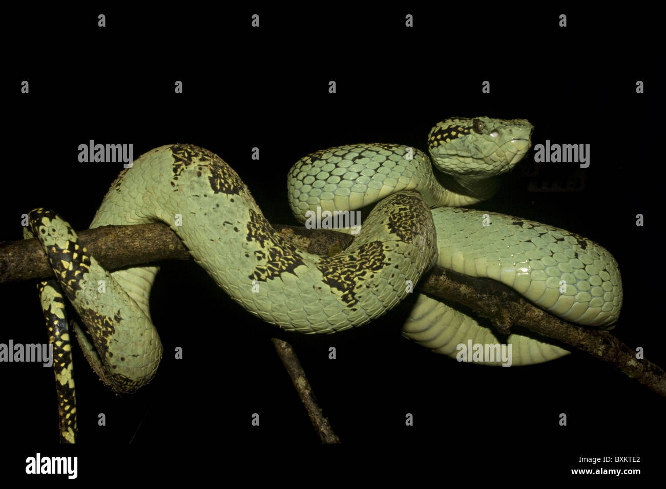 Trimeresums malbaricus MALABAR PIT VIPER venimeuse commun. Banque D'Images