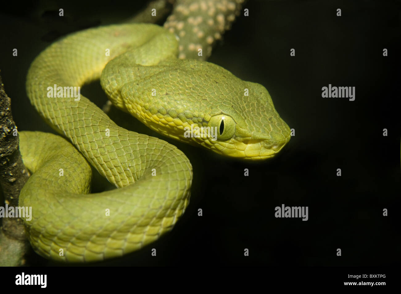 PIT VIPER en bambou. Trimeresurus gramineus, venimeux, commun. Banque D'Images