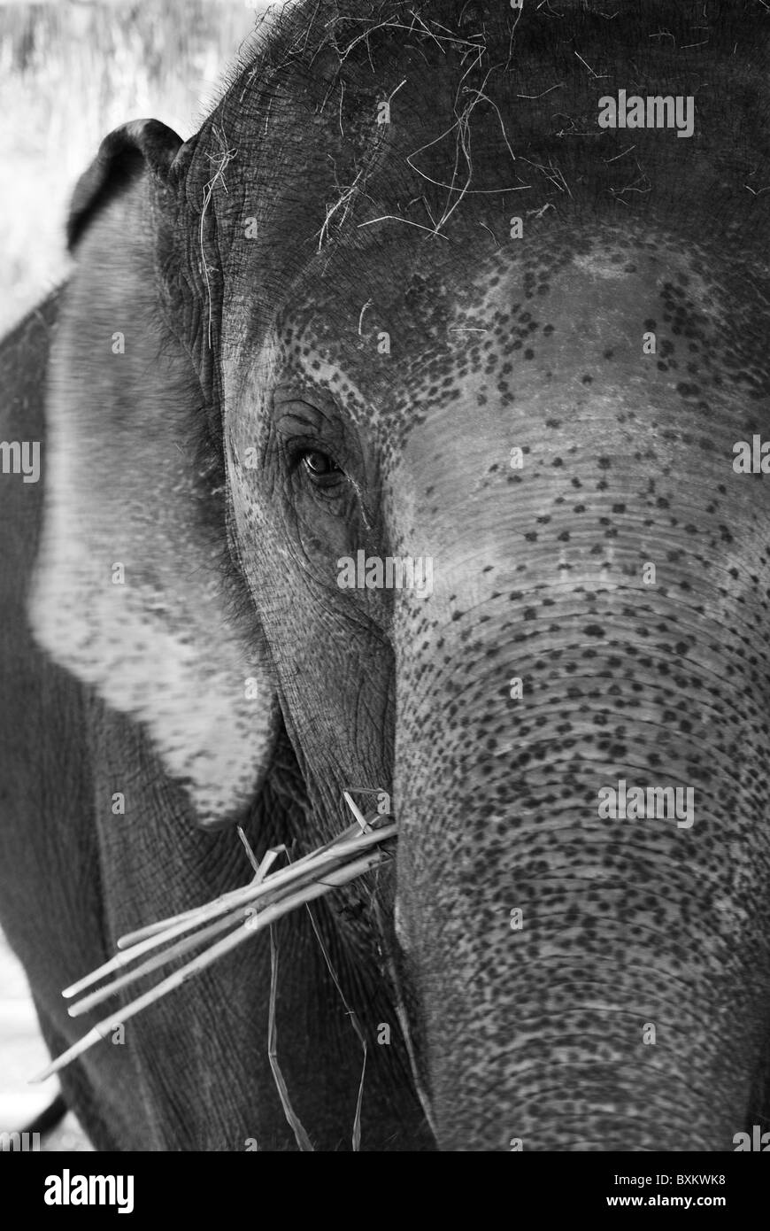 Portrait d'un éléphant en Thaïlande. Banque D'Images