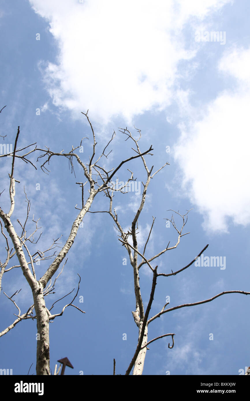 Les branches d'arbres sans feuilles avec un bleu ciel nuageux Banque D'Images