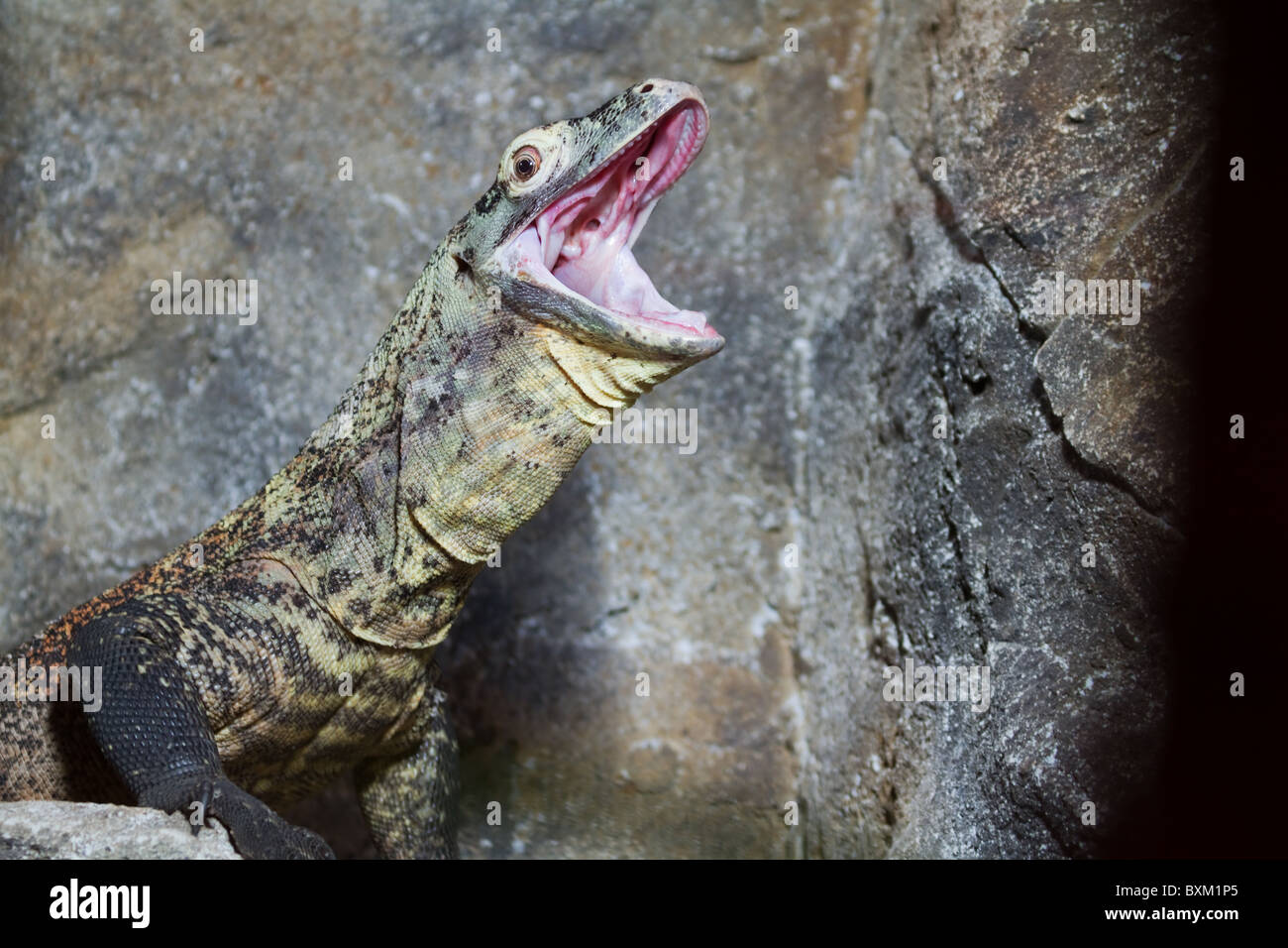 Close up d'un reptile avec bouche ouverte Banque D'Images