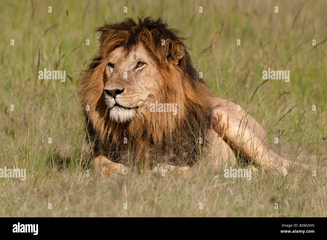 Lion d’Afrique Banque D'Images