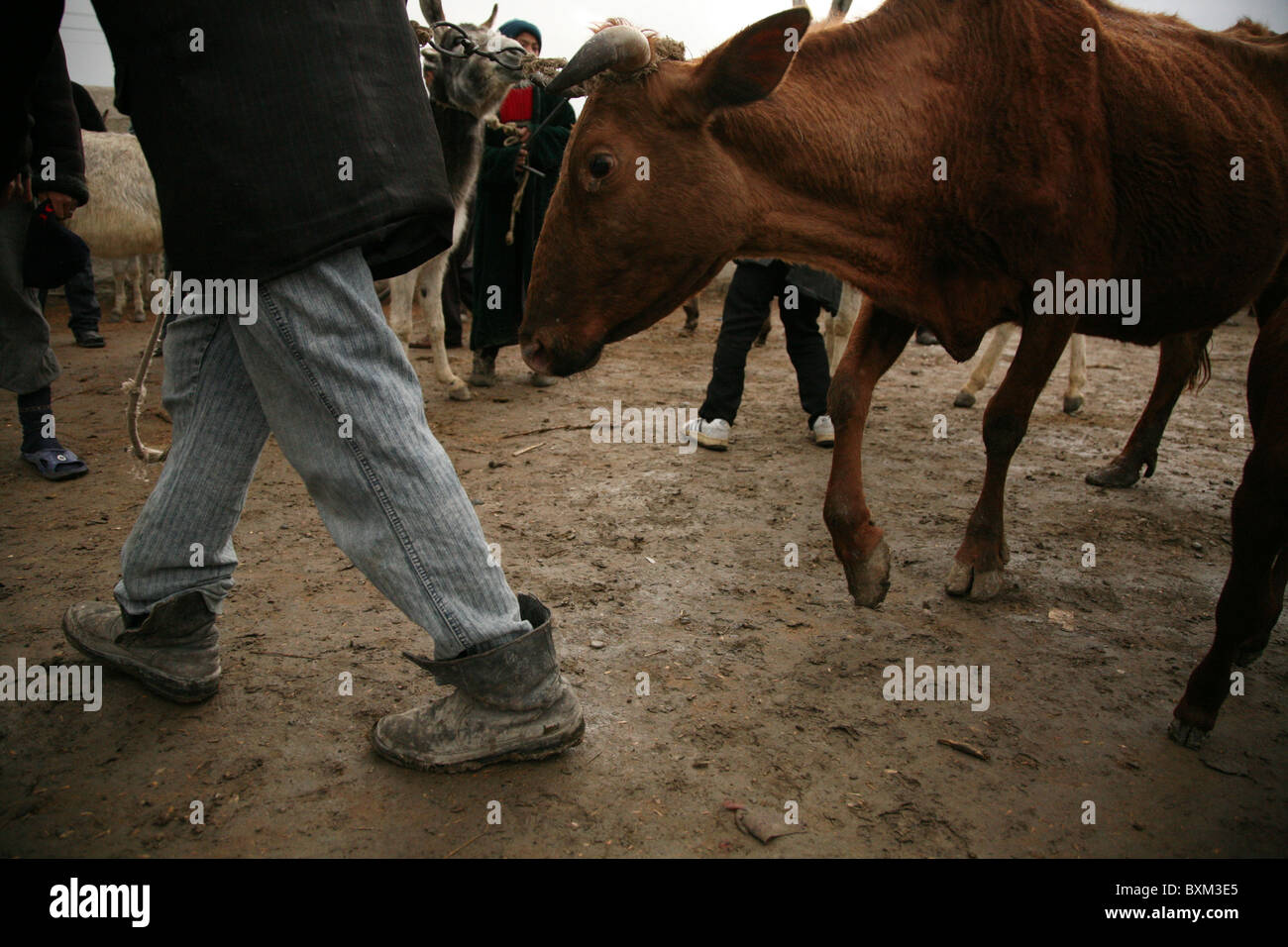 Dimanche marché de bétail dans le village de Mirbazar près de Boukhara, Ouzbékistan. Banque D'Images