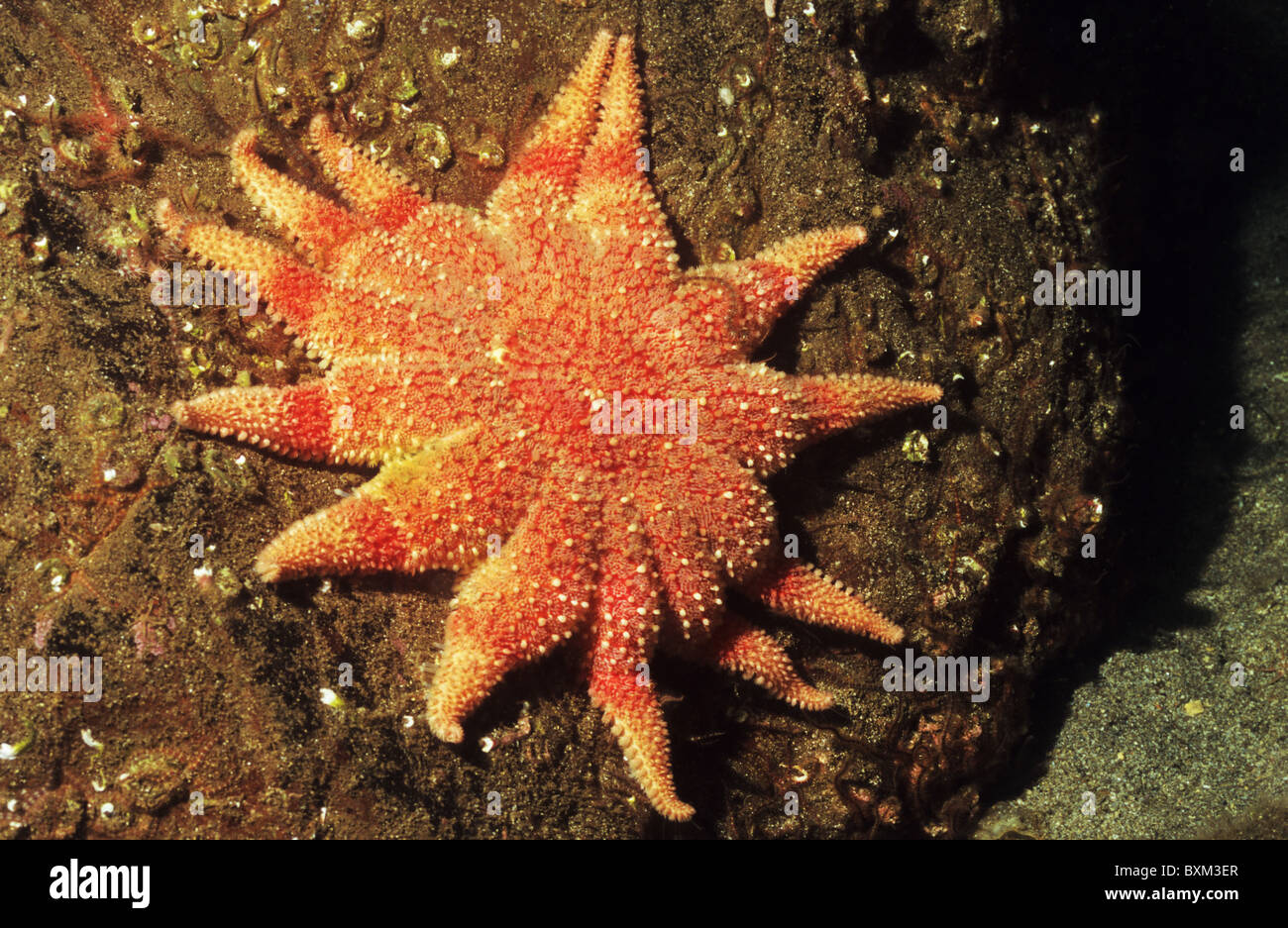 Sunstar commun, étoiles, Fonds sous-marins au large des côtes écossaises. La photographie sous-marine. Plongée sous-marine, St Abbs Ecosse. Banque D'Images