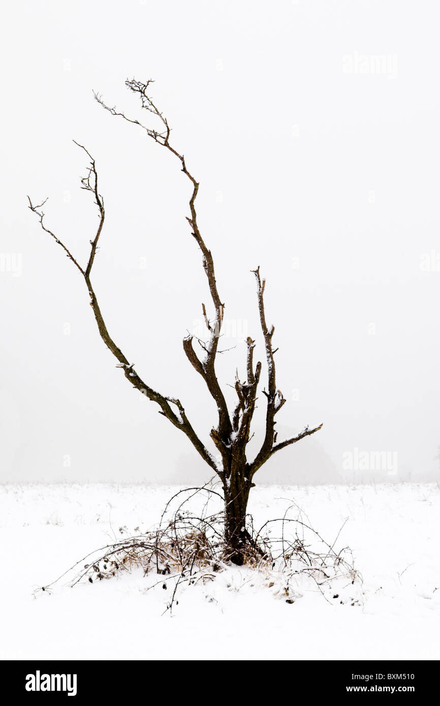 Un petit arbre sans feuilles dans une scène d'hiver enneigé Banque D'Images