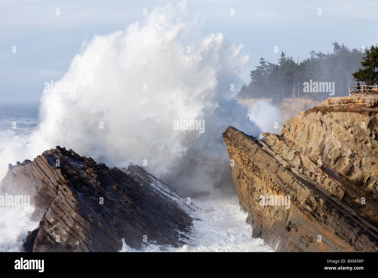 USA ; côte de l'Oregon ; Shore Acres State Park ; surf et vagues Banque D'Images