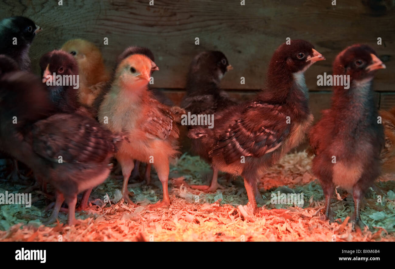 Ce petit troupeau de poussins sont sous une lampe de la chaleur dans leur petit nid. Et Rhode Island Red Rock Barré race. Banque D'Images